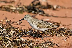 Looking For Food Prints: A Semipalmated Sandpiper, Calidris pusilla