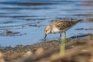 Waters Edge Prints: A Semipalmated Sandpiper foraging at the water's edge