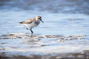 Waters Edge Prints: Semipalmated Sandpiper hunting for food on the shoreline of a St. Lawrence River