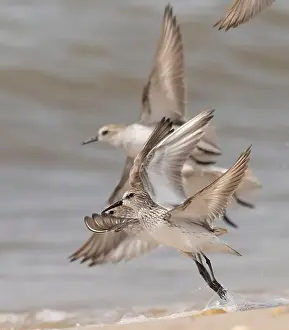 Joe And Mary Ann Mcdonald Prints: Semipalmated sandpiper, New Jersey, USA, North America