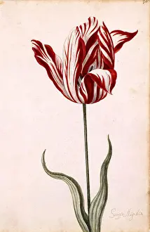 Tulips Prints: Semper Augustus Tulip 17th century