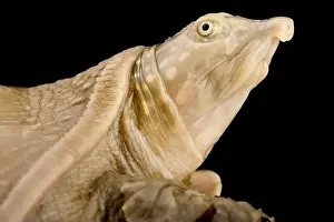 Gambia Prints: Senegal Flapshell turtle (Cyclanorbis senegalensis)