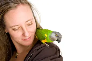 Senegal Prints: SENEGAL Parrot posing in studio setting with woman