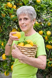 Vibrant Color Prints: A senior adult woman is picking lemons and placing them in her wicker basket