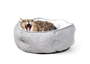 Sleepy Prints: Senior cat yawing while lying comfortable in a cat bed