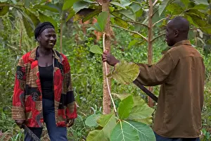 Occupations Prints: Senior community workers discussing forestry issues in teak plantation, Ghana
