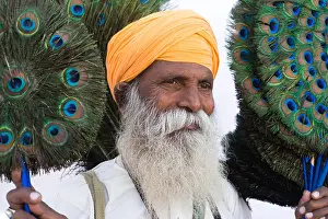 Headwear Prints: Senior man selling peacock feather fans, Pushkar, Ajmer, Rajasthan, India