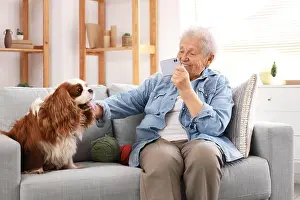Female Friend Prints: Senior woman taking picture of cute cavalier King Charles spaniel dog at home