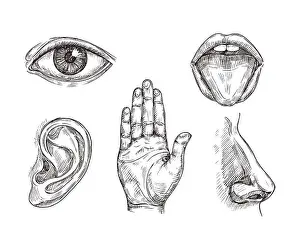 Feel Prints: Sense organs. Hand drawn mouth and tongue