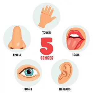 Feel Prints: Five Senses Concept With Human Organs