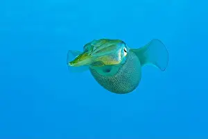 Gliding Prints: A Sepioteuthis sepioidea, commonly known as a Caribbean Reef Squid