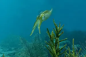 Gliding Prints: A Sepioteuthis sepioidea glides through the water among vibrant underwater plant life off the coast of Bonaire