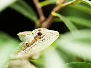 Slender Prints: Serated Caquehesd Iguana on the leaf - Laemanctus serratus