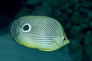 Gliding Prints: A serene Foureye Butterflyfish or Chaetodon capistratus