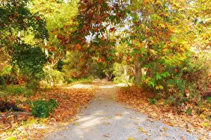 Orange Color Prints: Serene gravel pathway adorned with fallen leaves