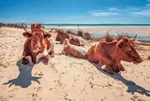 Cows Prints: A serene image captures a group of Retinta breed cows relaxing on the sun-kissed sands of Bolonia Beach in Cadiz