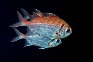 Sea Creature Prints: A serene image of Myripristis jacobus
