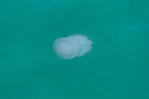 Cnidaria Prints: A serene jellyfish undulating gently in the clear turquoise waters of an ocean