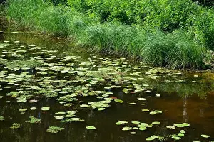 Wetlands Prints: A serene pond filled with lily pads and vibrant greenery surrounds the calm water