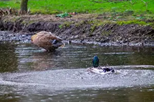 Avifauna Prints: A serene pond scene featuring a duck diving underwater