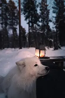 Samoyed Prints: A serene Samoyed dog rests by a glowing lantern on a snowy evening in a tranquil Lapland forest