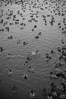 Ducklings Prints: A serene scene of ducks floating peacefully on a calm body of water