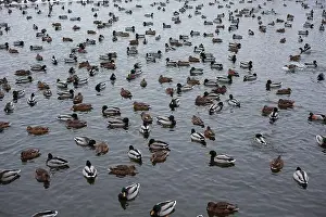 Ducklings Prints: A serene scene of ducks floating peacefully on a calm body of water