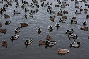 Ducklings Prints: A serene scene of ducks floating peacefully on a calm body of water