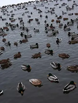 Ducklings Prints: A serene scene of ducks floating peacefully on a calm body of water