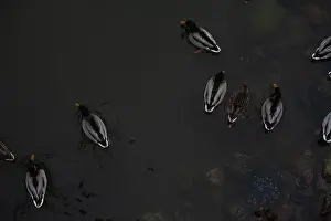 Ducklings Prints: A serene scene of ducks floating peacefully on a calm body of water