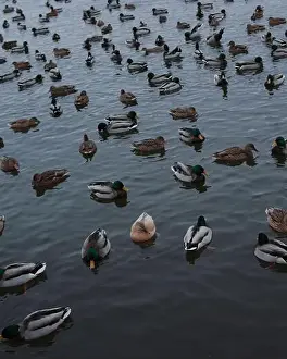 Ducklings Prints: A serene scene of ducks floating peacefully on a calm body of water