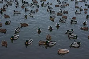 Ducklings Prints: A serene scene of ducks floating peacefully on a calm body of water