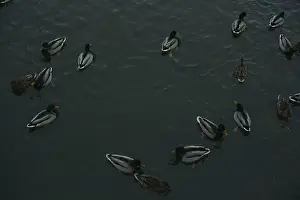 Ducklings Prints: A serene scene of ducks floating peacefully on a calm body of water