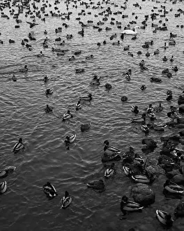 Ducklings Prints: A serene scene of ducks floating peacefully on a calm body of water