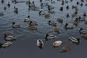 Ducklings Prints: A serene scene of ducks floating peacefully on a calm body of water