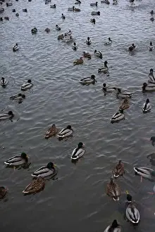 Ducklings Prints: A serene scene of ducks floating peacefully on a calm body of water