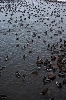 Ducklings Prints: A serene scene of ducks floating peacefully on a calm body of water