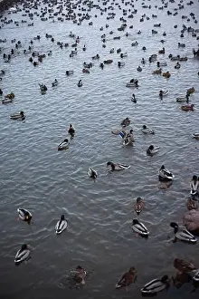 Ducklings Prints: A serene scene of ducks floating peacefully on a calm body of water
