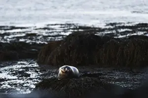 Shimmering Prints: A serene seal rests on a seaweed-covered rock with the cold