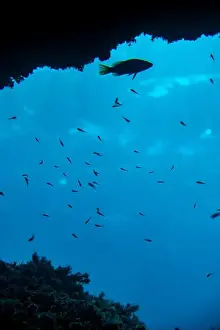Blue Sea Prints: A serene underwater scene captured off the coast of Menorca