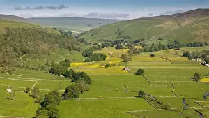 A serene view showcasing vibrant buttercup fields nestled within the rolling hills of the Yorkshire Dales