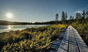 Wooden Walkway Prints: A serene wooden path leads through the marsh