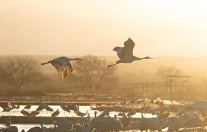 Soaring Prints: Serenity of nature's golden glow on Sandhill Cranes in dawn flight over wild birds in lagoons of Bernardo Wildlife