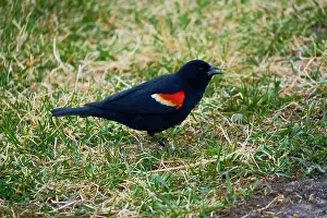 Migratory Bird Prints: Sergeant Blackbird: Exploring the Wilderness of Canada's Migratory Avian Beauty