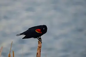 Migratory Bird Prints: Sergeant Blackbird: Exploring the Wilderness of Canada's Migratory Avian Beauty