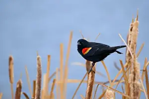 Migratory Bird Prints: Sergeant Blackbird: Exploring the Wilderness of Canada's Migratory Avian Beauty