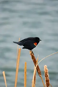 Migratory Bird Prints: Sergeant Blackbird: Exploring the Wilderness of Canada's Migratory Avian Beauty