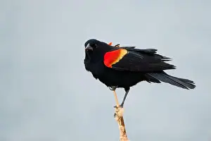 Migratory Bird Prints: Sergeant Blackbird: Exploring the Wilderness of Canada's Migratory Avian Beauty