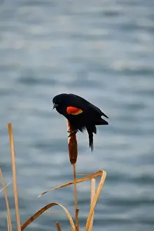 Migratory Bird Prints: Sergeant Blackbird: Exploring the Wilderness of Canada's Migratory Avian Beauty