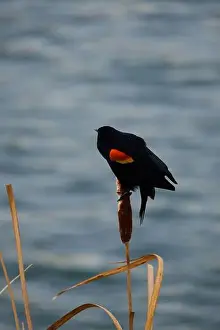 Migratory Bird Prints: Sergeant Blackbird: Exploring the Wilderness of Canada's Migratory Avian Beauty